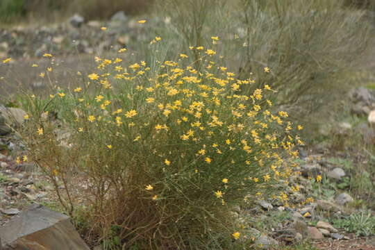 Image of Genista umbellata (L'Her.) Poir.