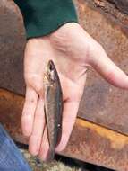 Image of White hake