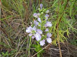 Image of Florida scrub skullcap