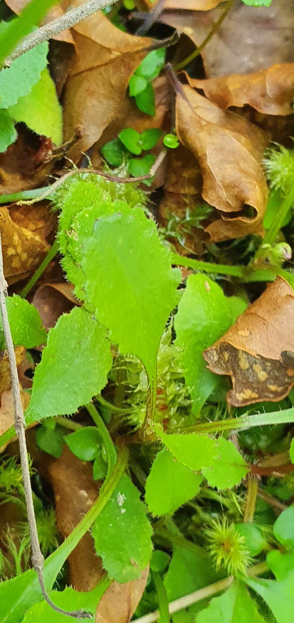 Plancia ëd Lagenophora pumila var. barkeri (Kirk) Simpson