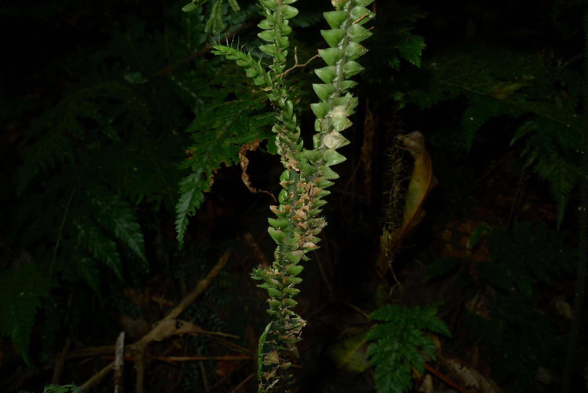 Image of Selaginella hordeiformis Bak.