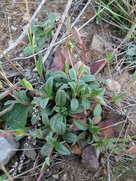 Image of Tuberaria lignosa (Sweet) Samp.