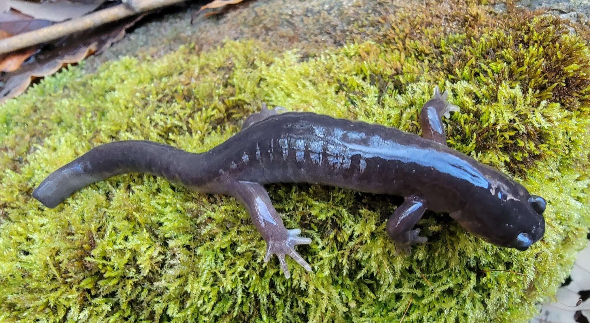 Image of Kori salamander