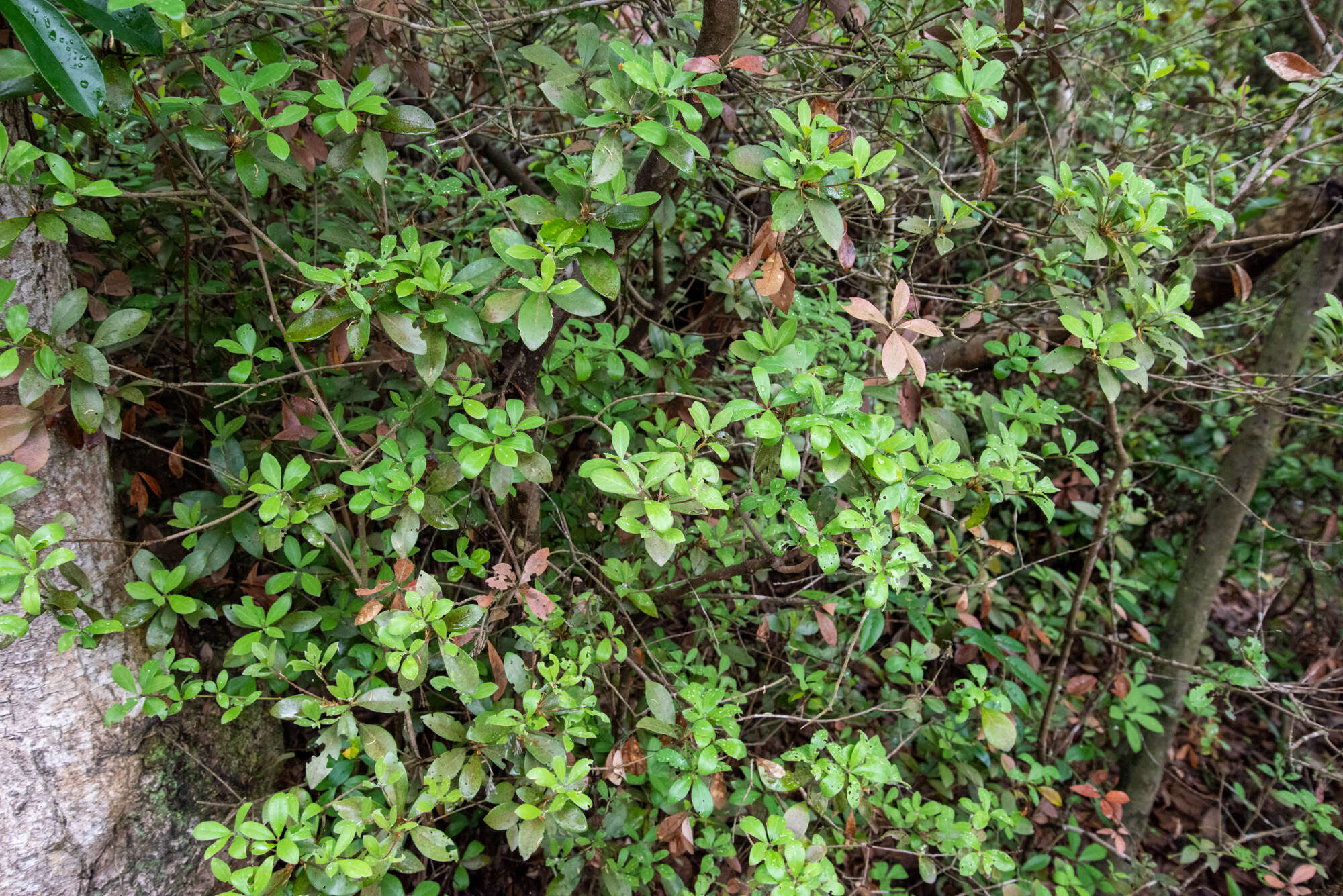 Image of Litsea rotundifolia var. oblongifolia (Nees) C. K. Allen