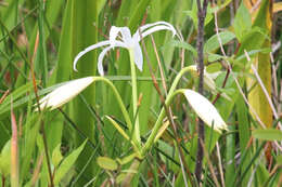 Image de Crinum americanum L.