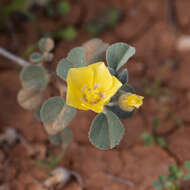 Image of Abutilon halophilum F. Müll.