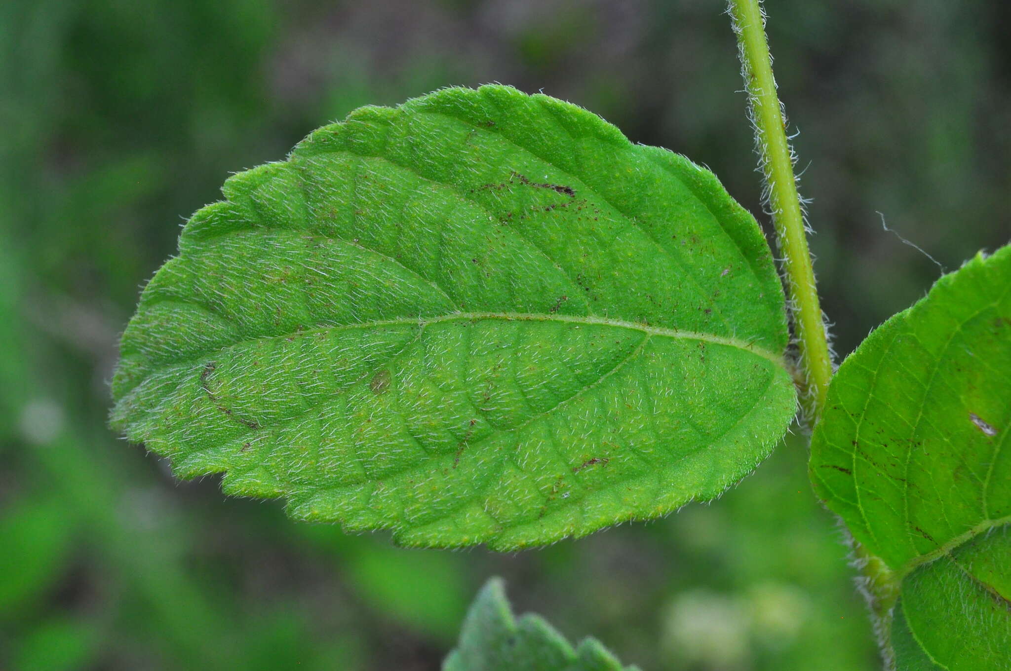 Image of black-sage