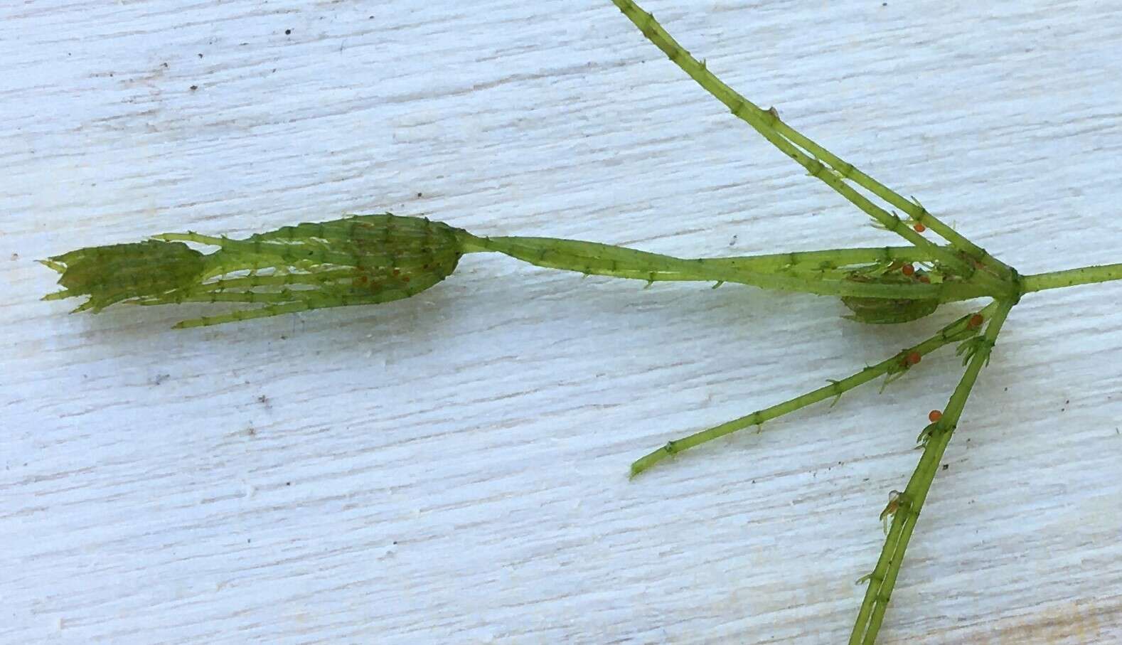 Image of Delicate Stonewort