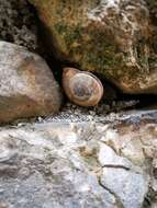 Image de Chilostoma cingulatum (Studer 1820)