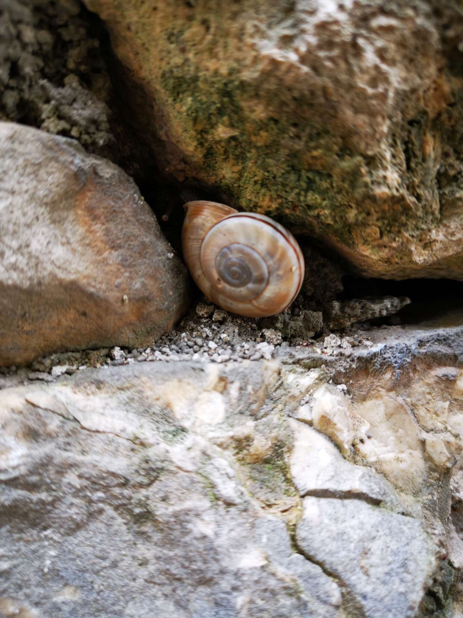 Image de Chilostoma cingulatum (Studer 1820)