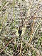 Image of Owly sulphur