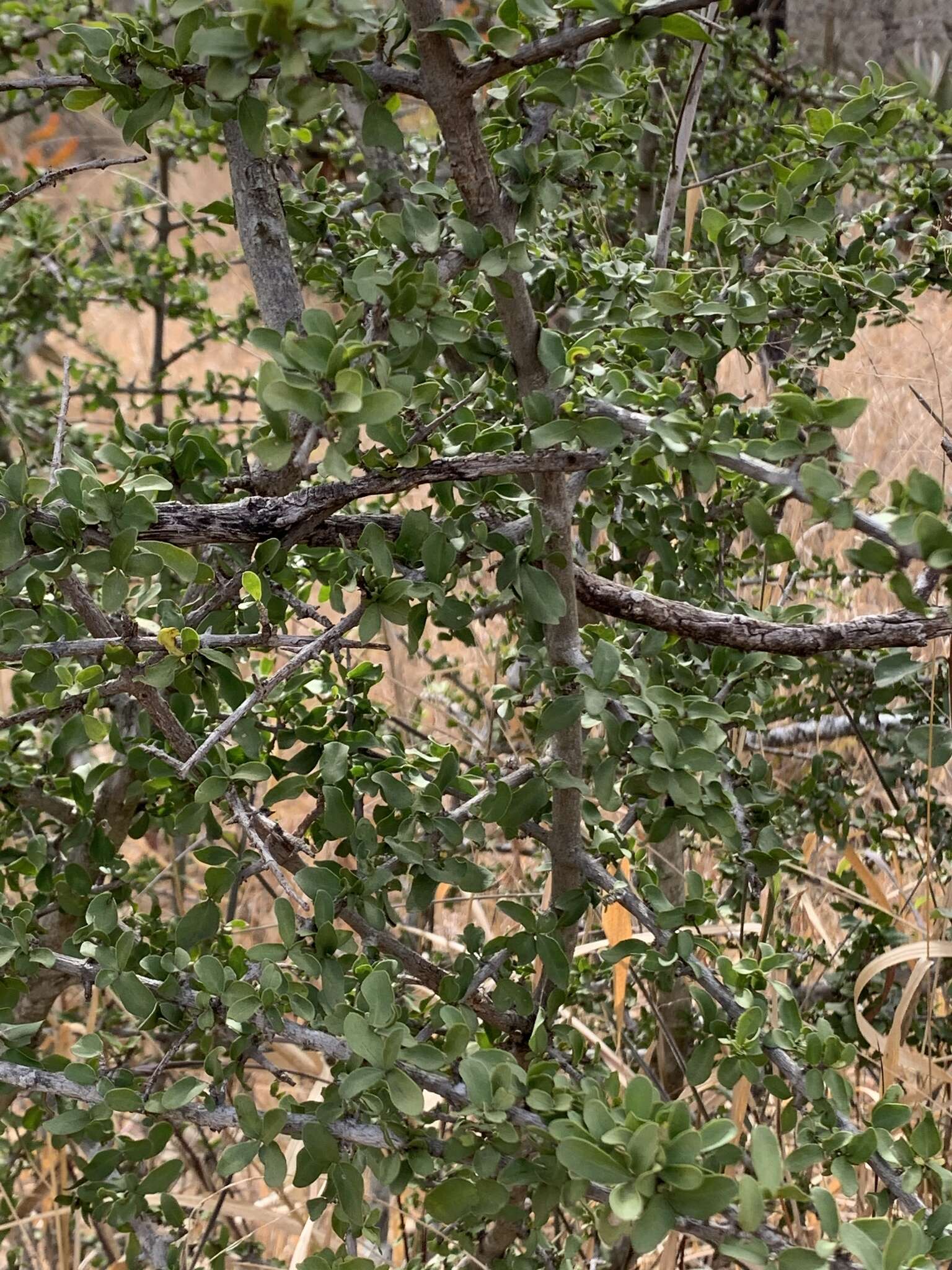 Image of Pyrostria hystrix (Bremek.) Bridson