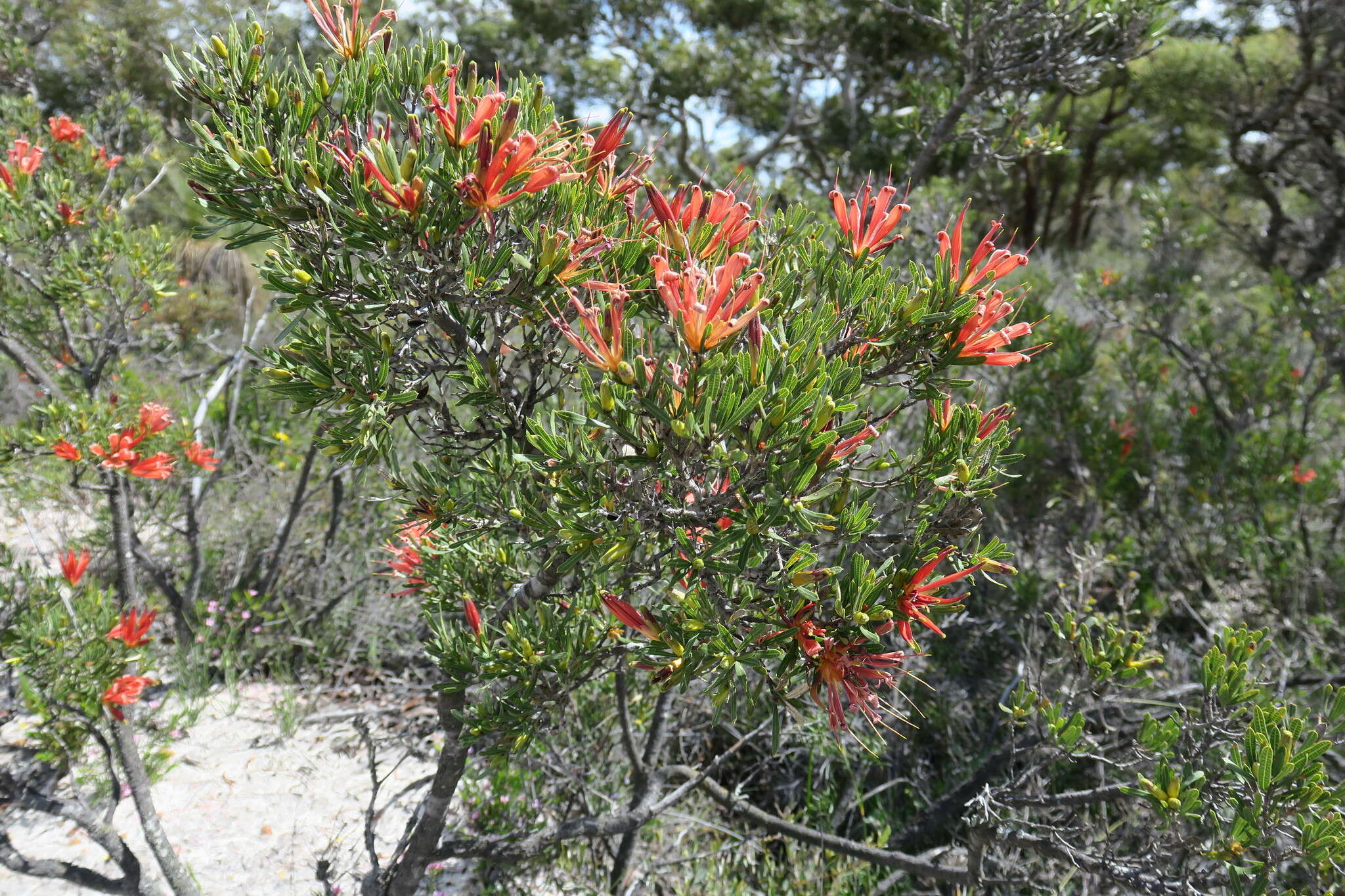 Image of <i>Lambertia <i>multiflora</i></i> var. multiflora