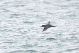 Image of Short-tailed Shearwater