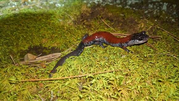 Image of Yonahlossee Salamander