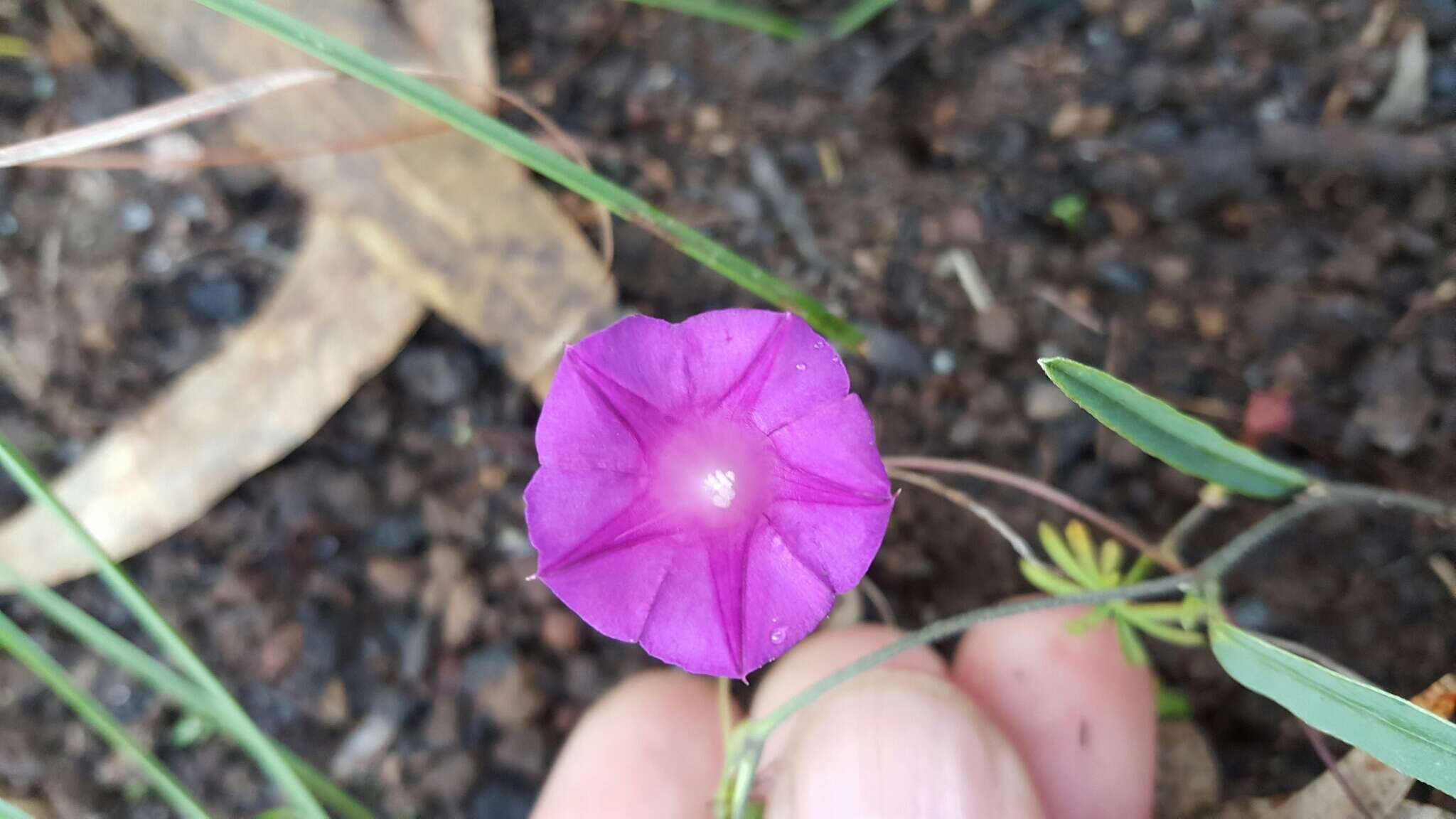 Image of Huachuca Mountain morning-glory