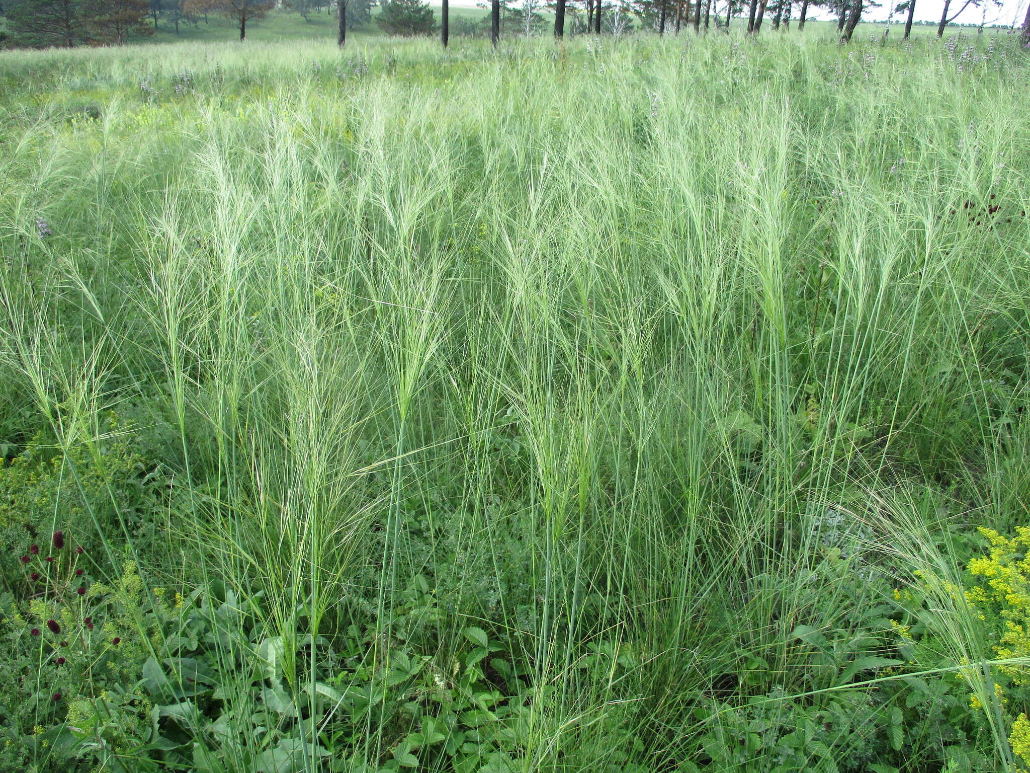 Imagem de Stipa capillata L.