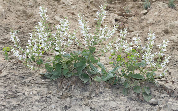 Salvia verbascifolia M. Bieb. resmi