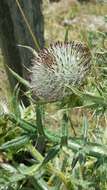 Image of woolly thistle