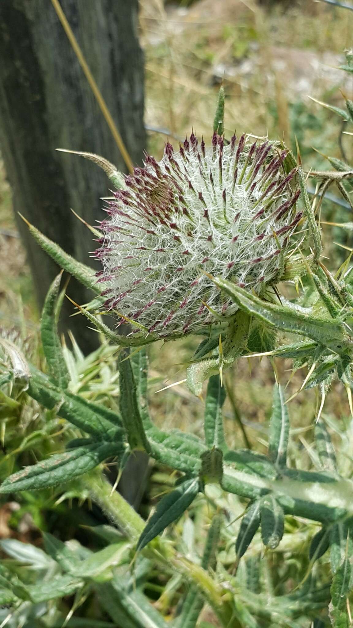 Image of woolly thistle