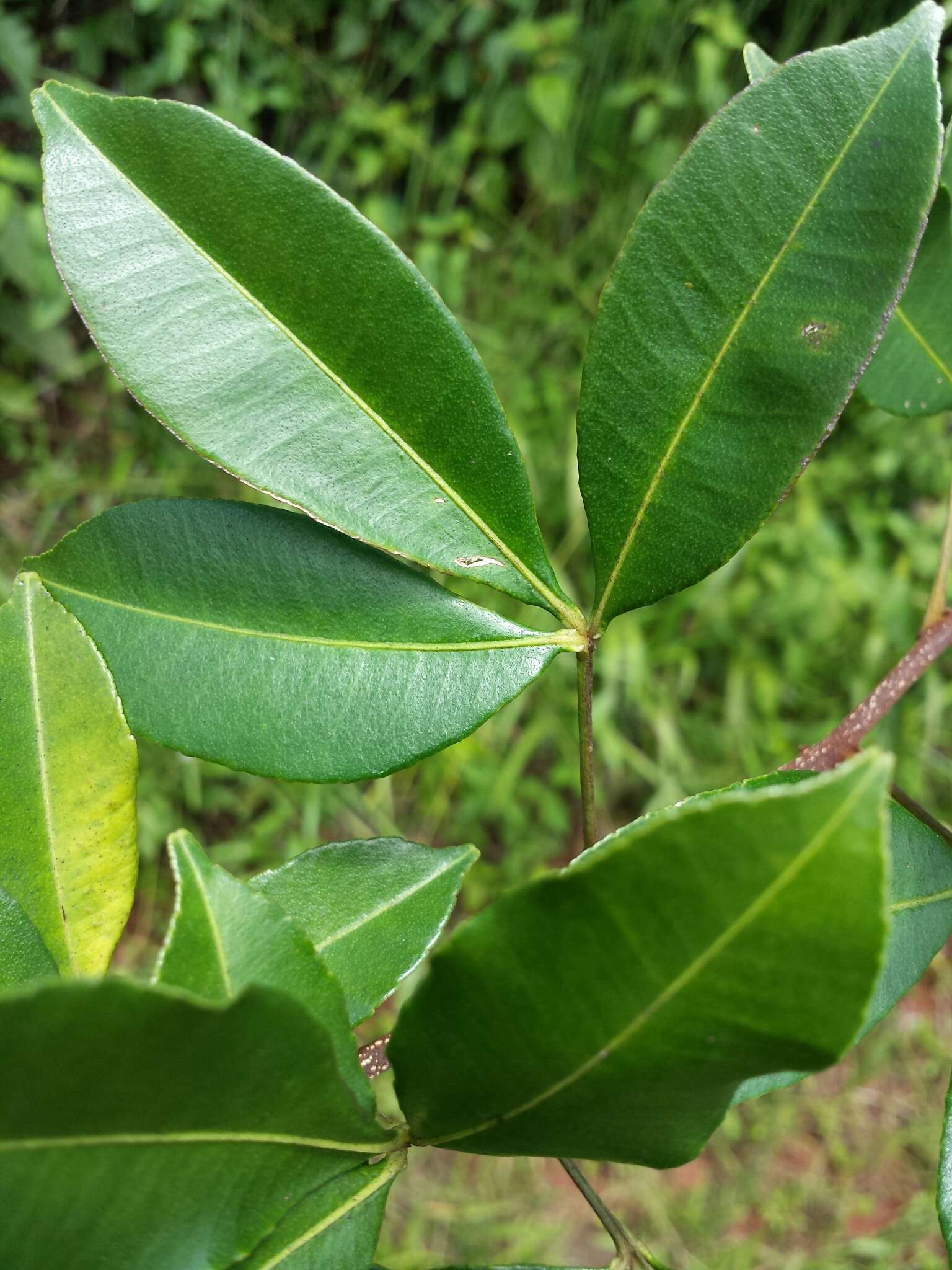 Image of Zanthoxylum asiaticum