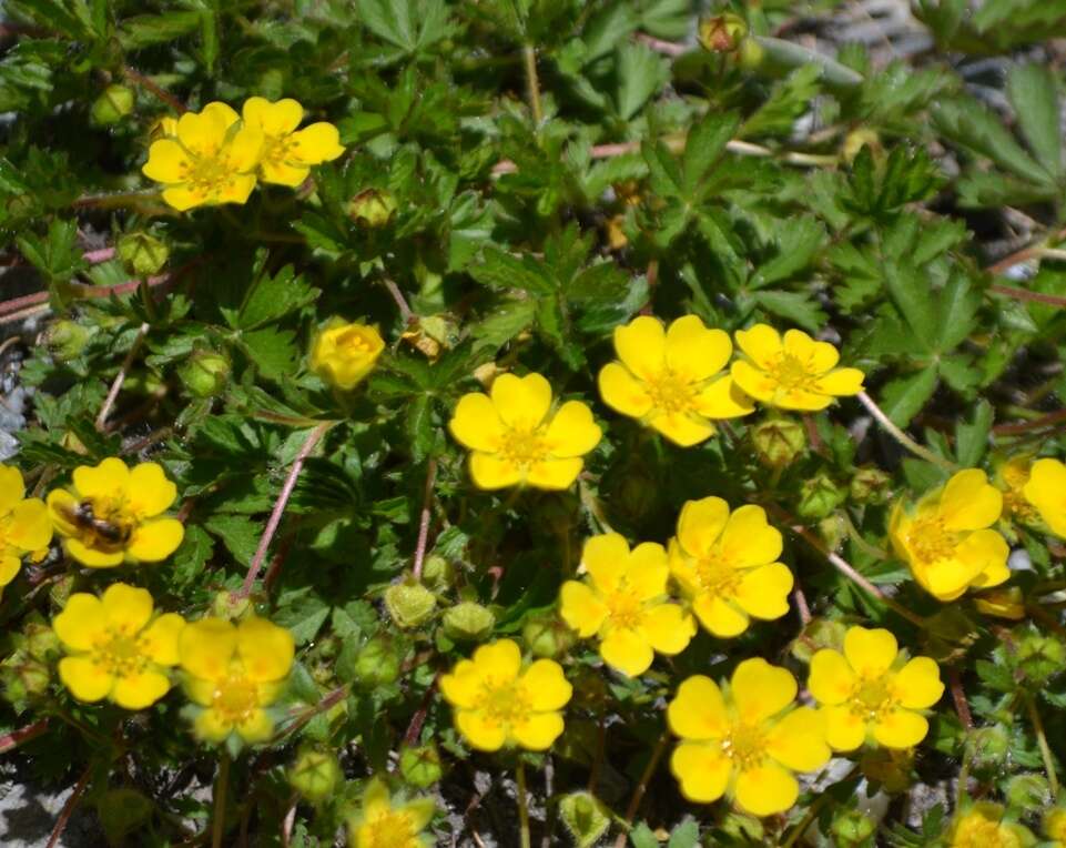 Image of spring cinquefoil