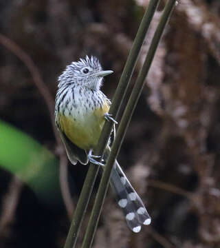 Image of Santa Marta Antbird