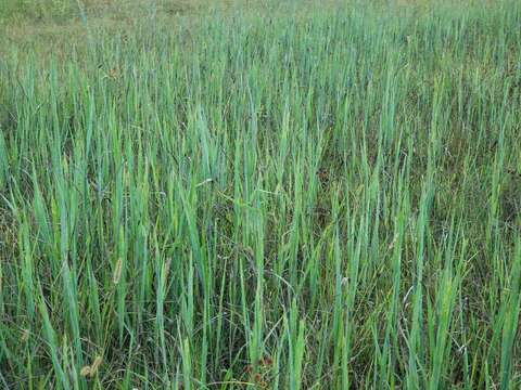 Imagem de Paspalum floridanum Michx.