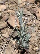 Sivun Chenopodium leptophyllum (Moq.) Nutt. ex S. Wats. kuva