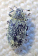 Image of Rhinocyllus