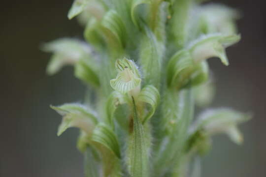 Image of Sarcoglottis scintillans (E. W. Greenw.) Salazar & Soto Arenas