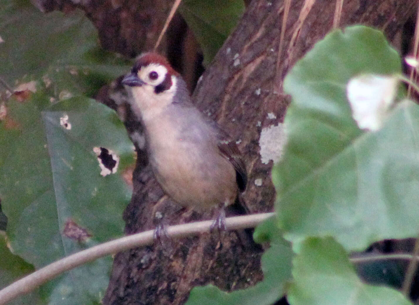 Image of Prevost's Ground Sparrow