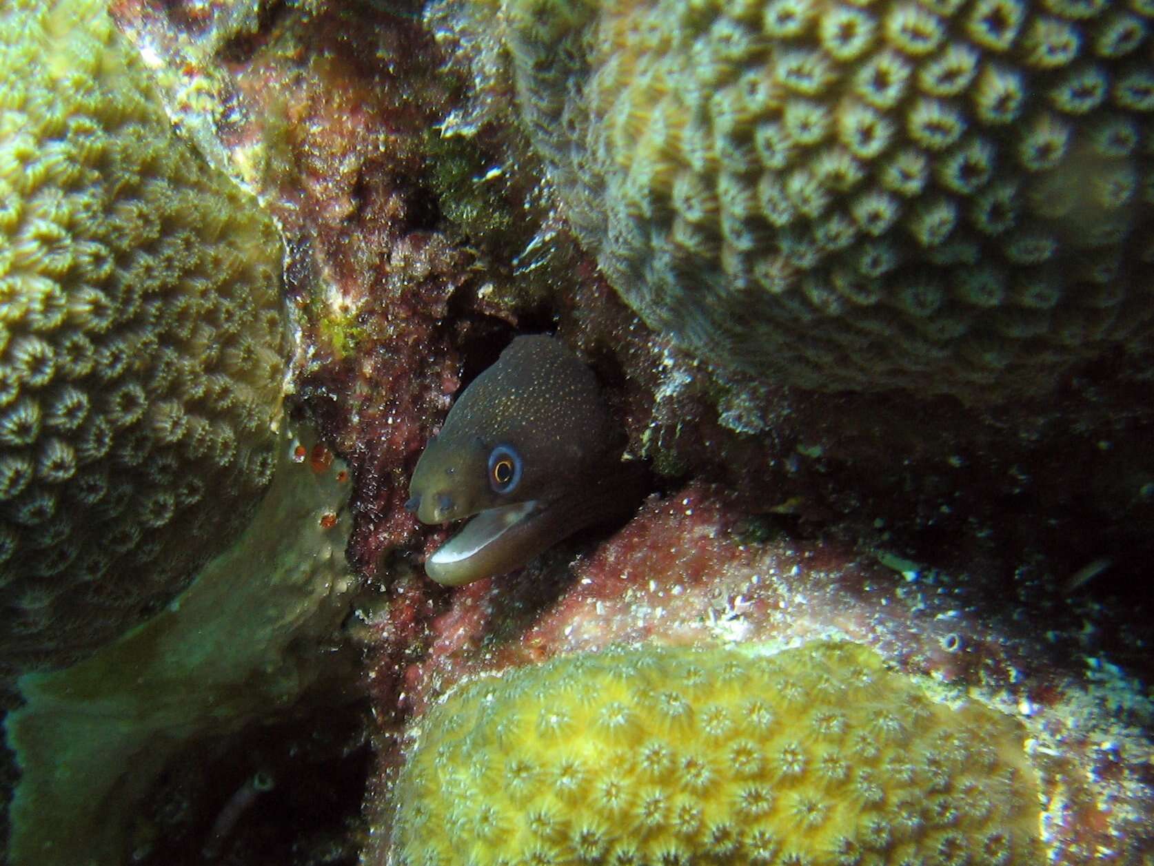 Image of Bastard Eel