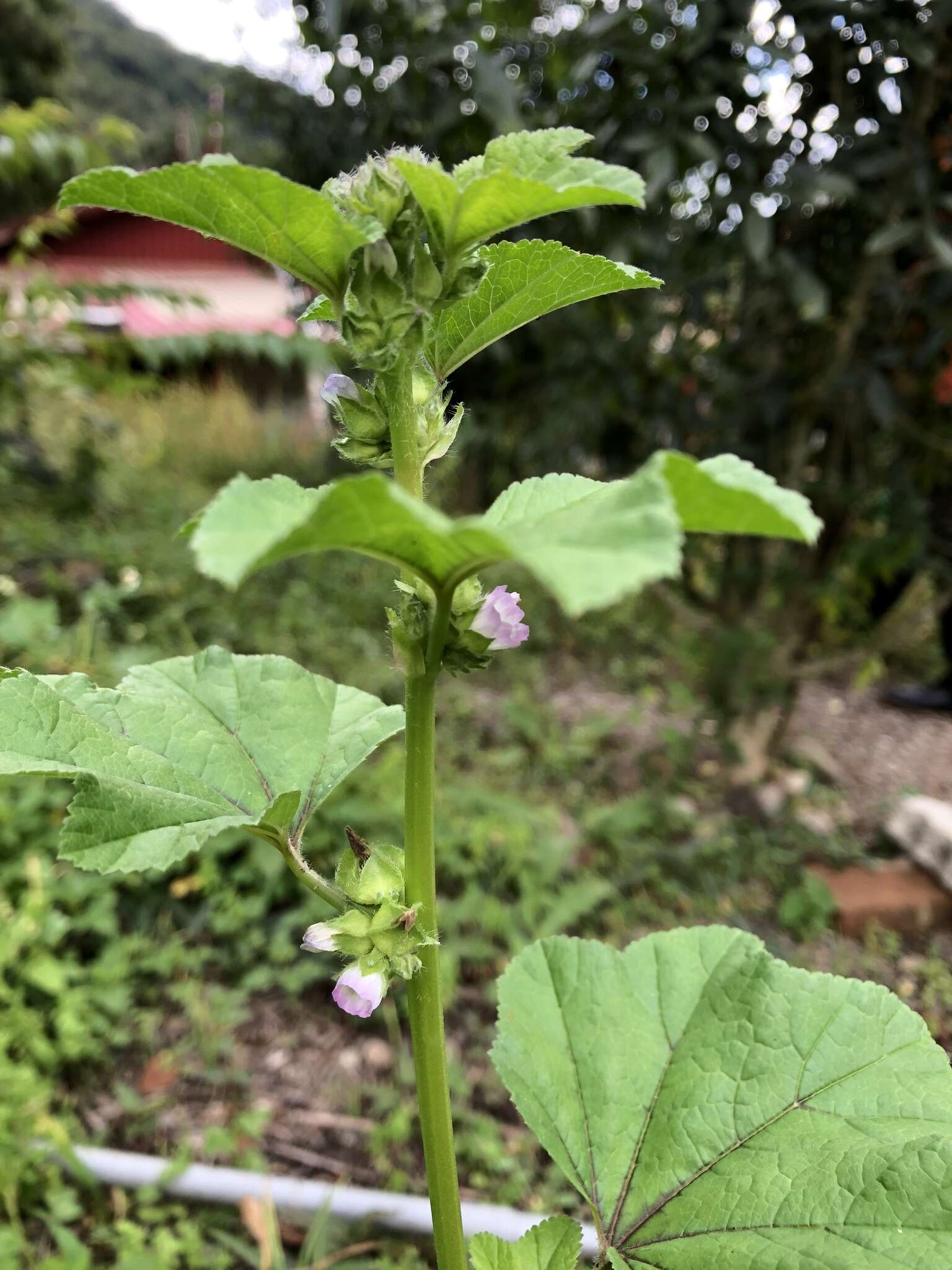 Imagem de Malva cathayensis M. G. Gilbert, Y. Tang & Dorr