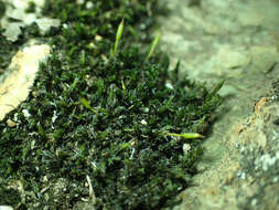 Image of racomitrium moss