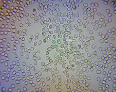 Image of Pluteus microspermus E. Horak 2008