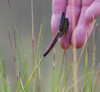 Image of Sisyrinchium jamesonii Baker