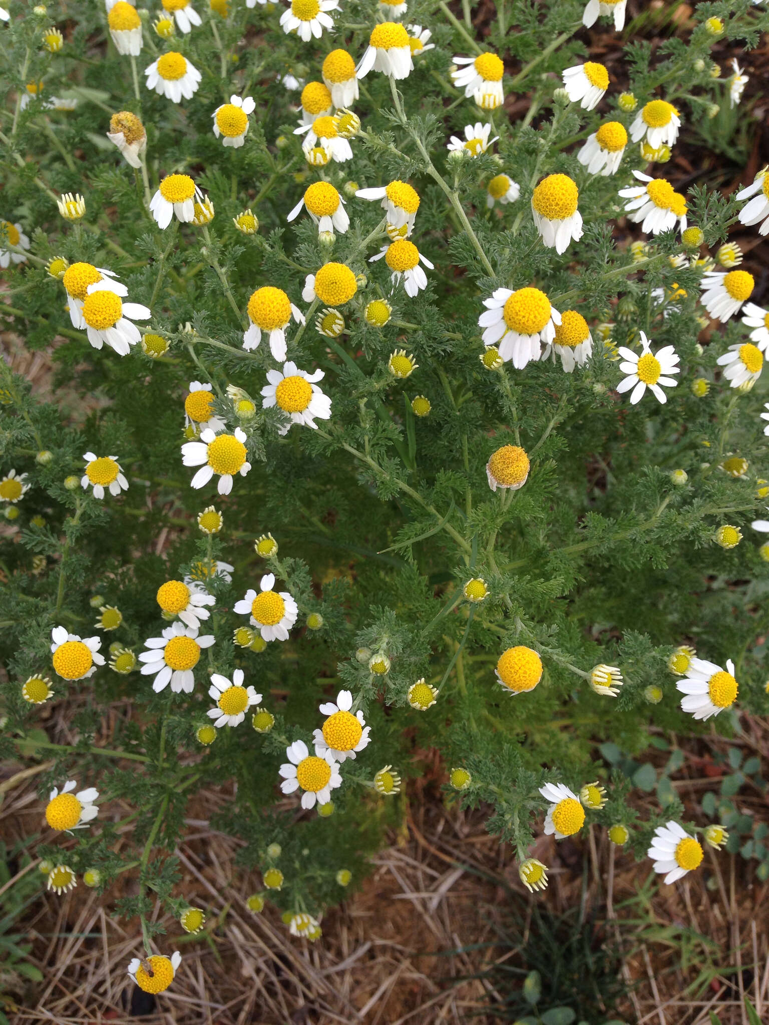 Image of False chamomile