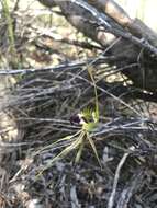 Image of Mallee spider orchid