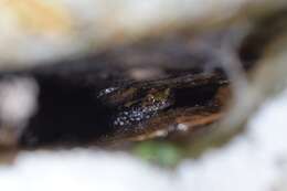 Image of Plethodon petraeus Wynn, Highton & Jacobs 1988