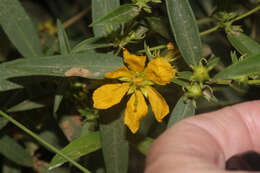 Image of Heimia montana (Griseb.) Lillo