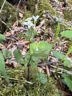 Image de Cardamine clematitis Shuttlew. ex A. Gray