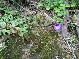 Image of Spotless Violet Torenia