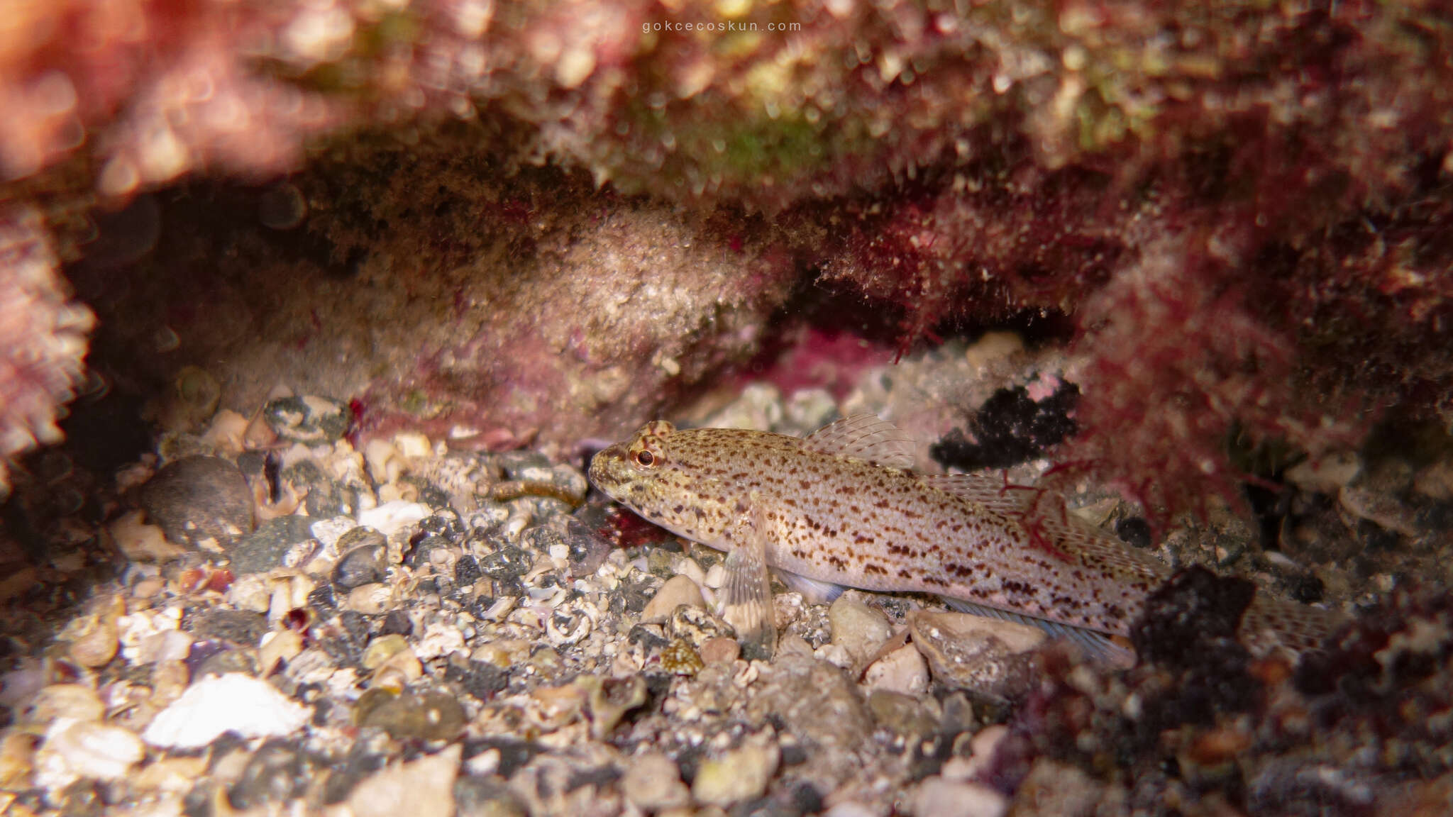 Image of Gobius incognitus Kovačić & Sanda 2016