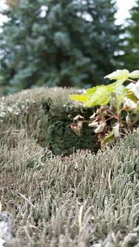 Image of cup lichen