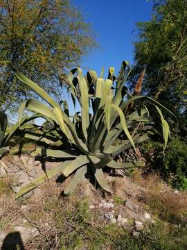 Image of Agave mapisaga Trel.