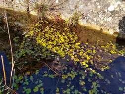 Image of Ranunculus omiophyllus Ten.