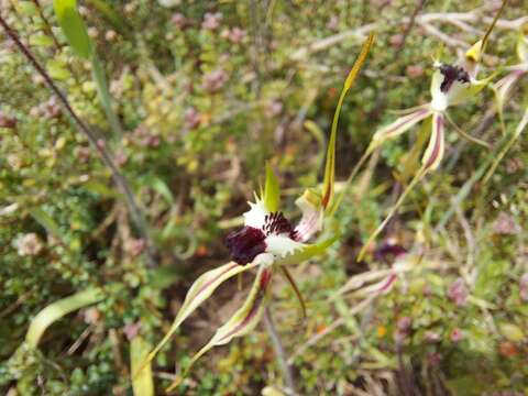 Image of Rigid spider orchid