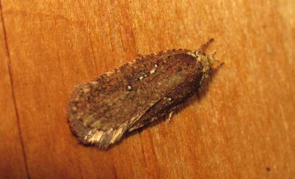 Image of Agonopterix rosaciliella Busck 1904