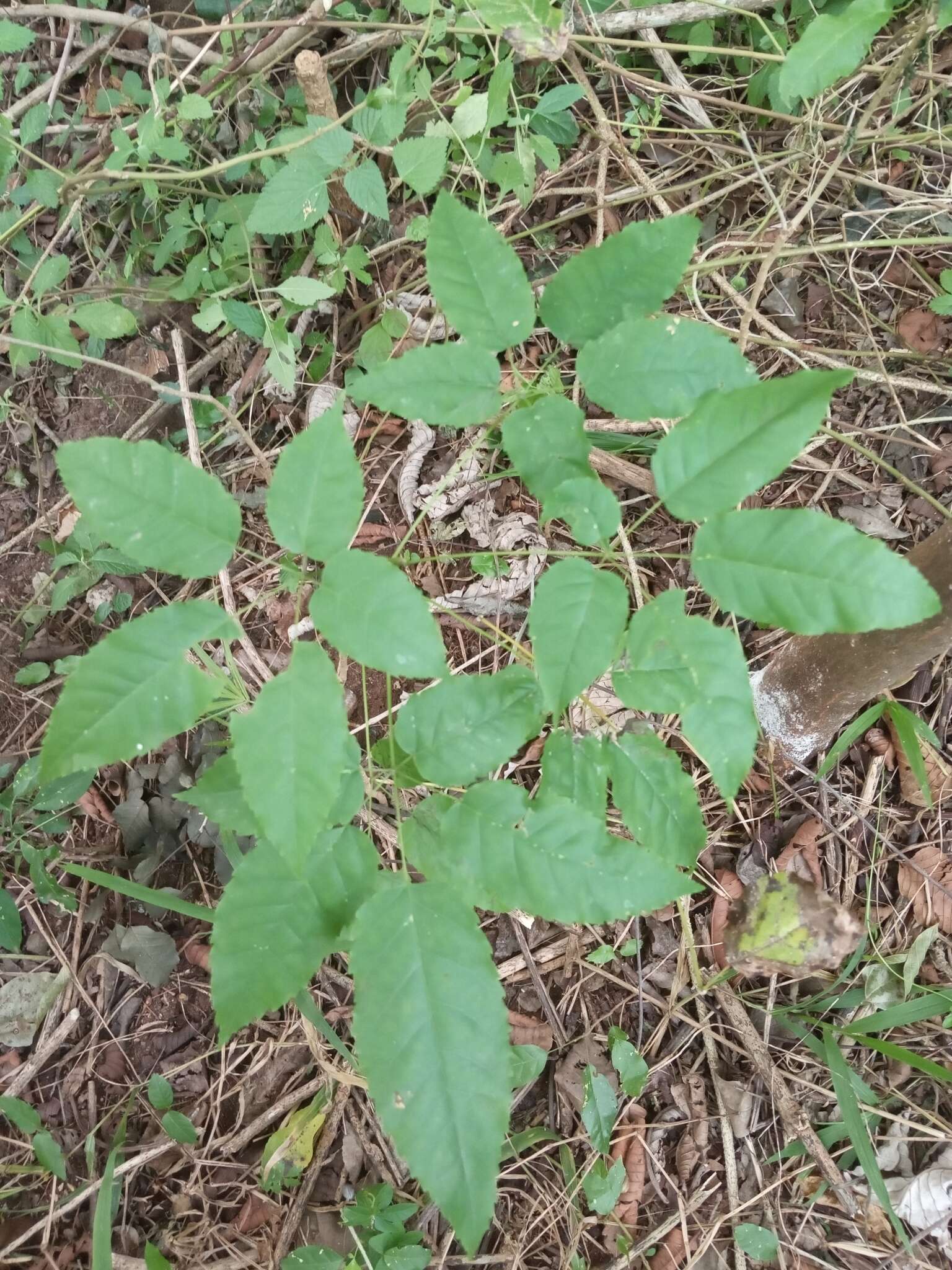 Imagem de Handroanthus heptaphyllus (Mart.) Mattos